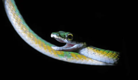 Com ‘bigode’ e cores vibrantes, nova espécie de cobra é descoberta no Cerrado do Tocantins