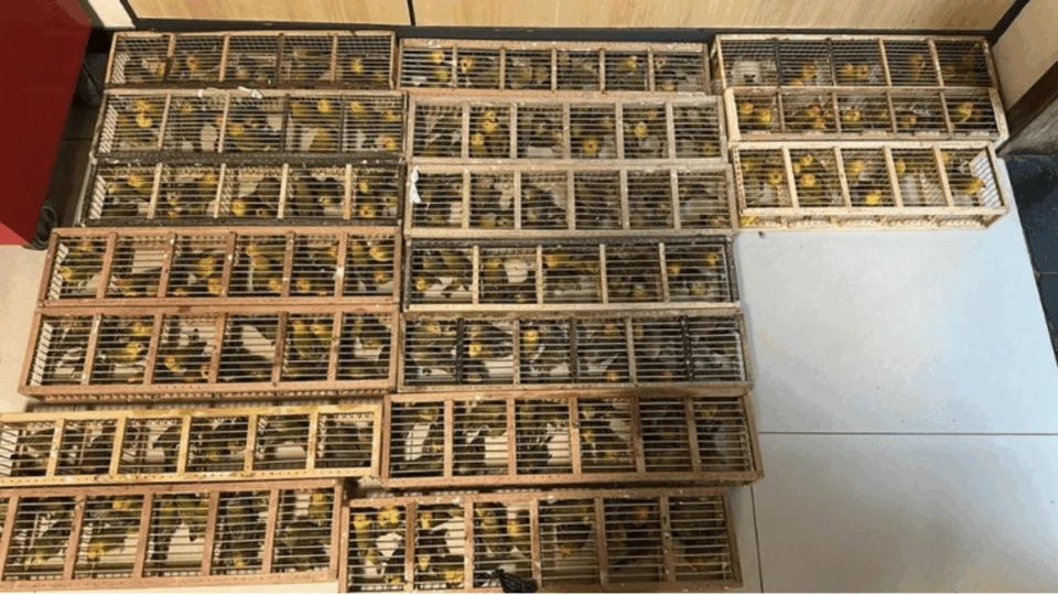 Tráfico de animais: homem é preso com 270 pássaros no aeroporto de Brasília