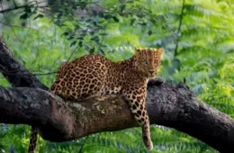 Leopardo com heterocromia é fotografado pela 1ª vez na Índia e fotos viralizam nas redes; veja