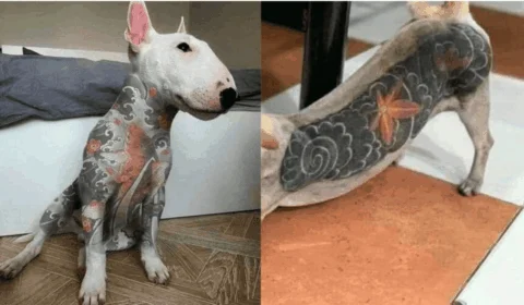 Vale tudo pela estética? Senado criminaliza tatuagens e piercings em animais