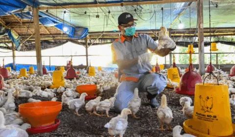 Após suspeitas de gripe aviária no DF, especialista orienta sobre sintomas e prevenção