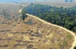 Desmatamento tem recuo histórico no Brasil após seis anos de monitoramento