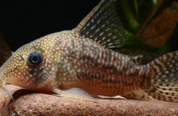 Duas espécies de peixes-cascudos são descobertas na Amazônia; saiba detalhes