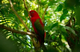 Dia Internacional da Biodiversidade: como ajudar na preservação?