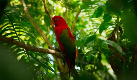 Dia Internacional da Biodiversidade: como ajudar na preservação?
