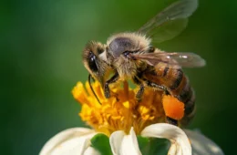 Dia Mundial da Abelha: por que esse inseto é tão importante para o meio ambiente?