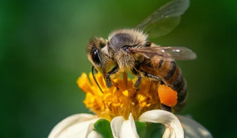 Dia Mundial da Abelha: por que esse inseto é tão importante para o meio ambiente?