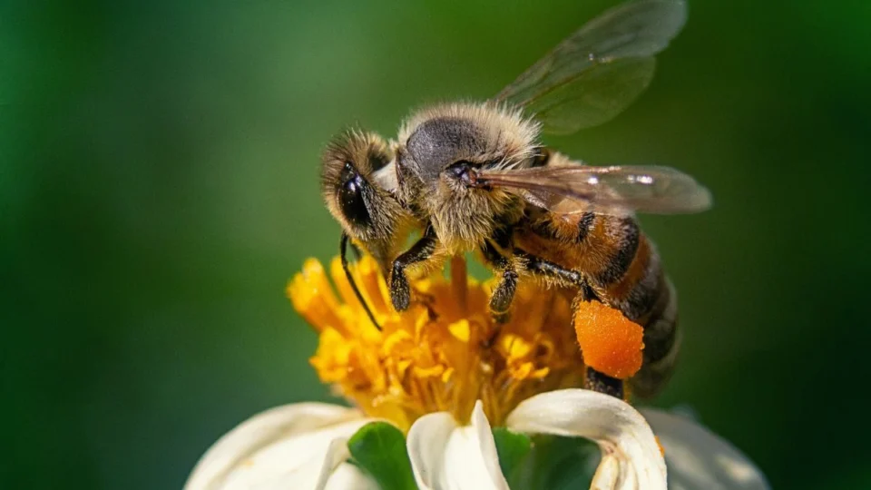 Dia Mundial da Abelha: por que esse inseto é tão importante para o meio ambiente?