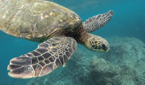 Dia Mundial da Tartaruga: esses animais estão ameaçados de extinção?
