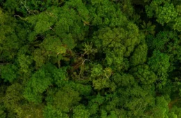 Dia Nacional da Mata Atlântica: quanto ainda nos resta deste bioma?