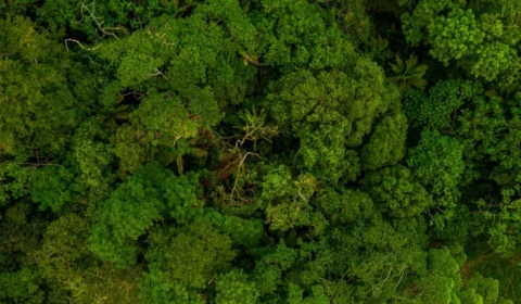 Dia Nacional da Mata Atlântica: quanto ainda nos resta deste bioma?