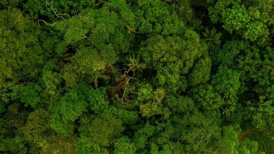 Dia Nacional da Mata Atlântica: quanto ainda nos resta deste bioma?