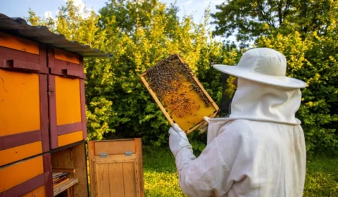 Dia do Apicultor: qual a importância dessa profissão?
