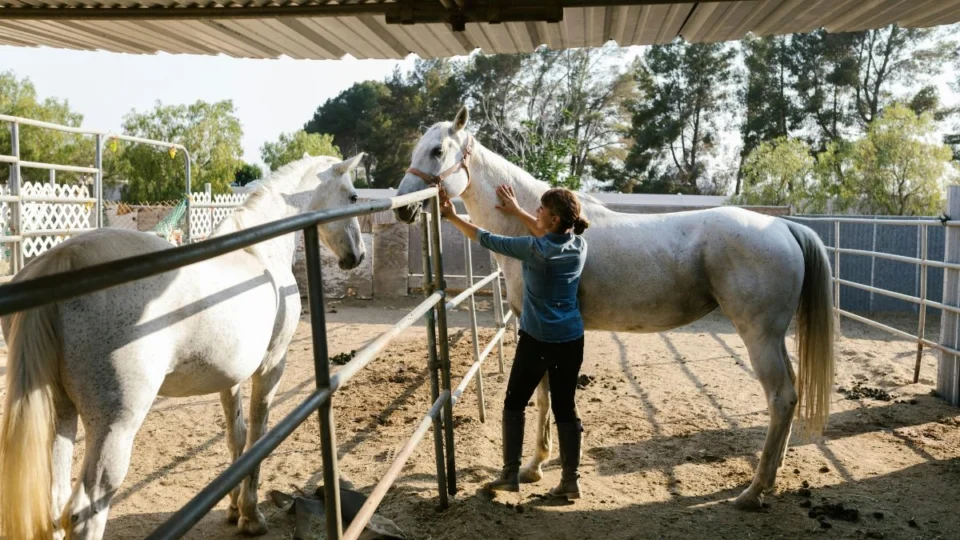 Dia do Zootecnista (13/5): veja frases para enviar hoje