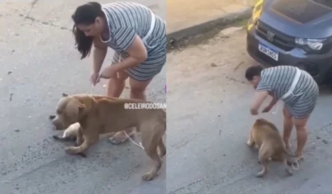 Pitbull ataca gato em Manaus e tutora causa revolta em moradores; veja vídeo
