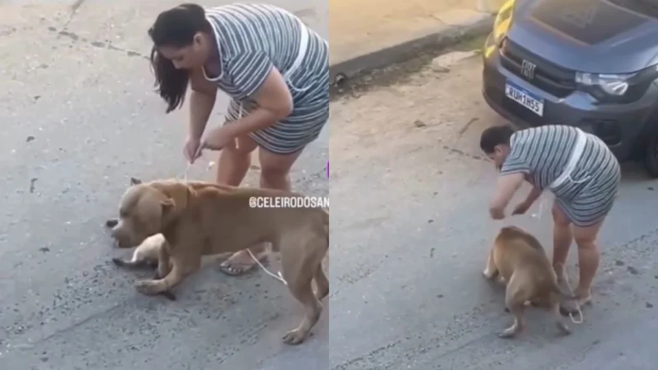 Pitbull ataca gato em Manaus e tutora causa revolta em moradores; veja vídeo