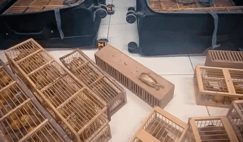 Homem é preso com 280 canários-da-terra escondidos em malas no aeroporto de Boa Vista