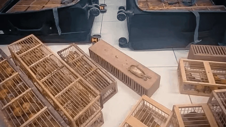 Homem é preso com 280 canários-da-terra escondidos em malas no aeroporto de Boa Vista