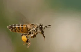 Os perigos da abelha-africana: conheça inseto responsável por morte no Amazonas