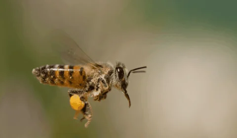 Os perigos da abelha-africana: conheça inseto responsável por morte no Amazonas