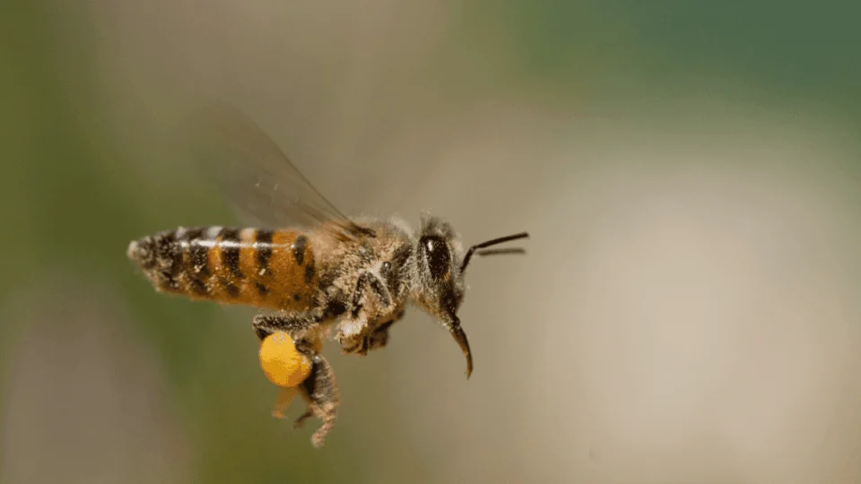 Os perigos da abelha-africana: conheça inseto responsável por morte no Amazonas