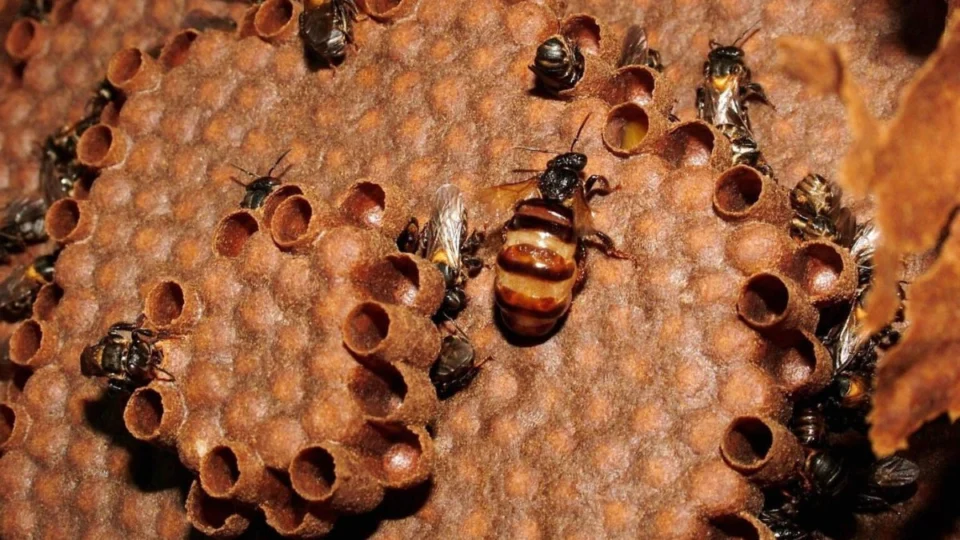 Esta abelha da Amazônia acelera cicatrização, combate inflamações e você não conhece