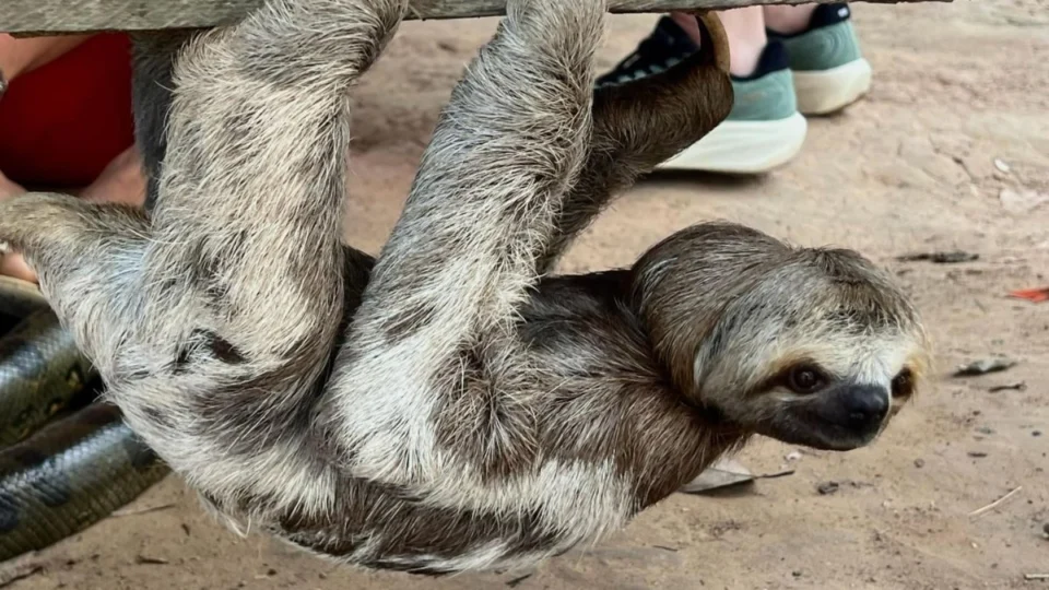 Polícia desarticula grupo que cobrava R$ 20 por fotos com animais silvestres em turismo ilegal no Amazonas