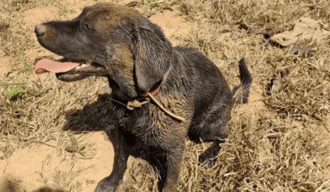 Cadelinha especialista em resgates recebe cortejo do Corpo de Bombeiros do Acre após morrer aos 5 anos