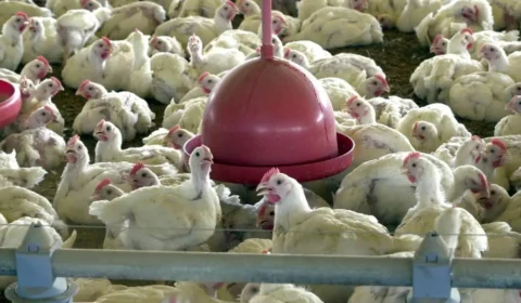 China proíbe importação de carne de frango e derivados do Brasil após surto de gripe aviária