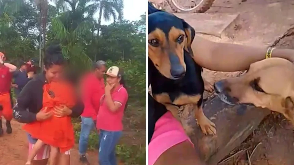 Criança de 2 anos desaparecida é encontrada com cães que o protegeram em mata no Amazonas