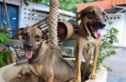 ‘Ração do Meu Pet’: Manaus lança programa de ração gratuita para cães e gatos