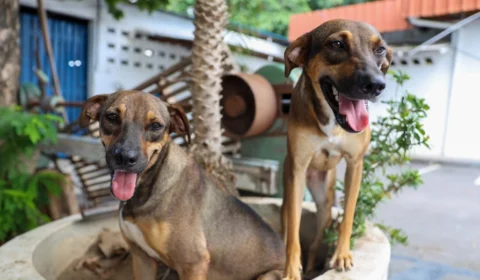 ‘Ração do Meu Pet’: Manaus lança programa de ração gratuita para cães e gatos
