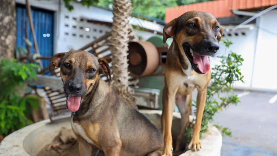 ‘Ração do Meu Pet’: Manaus lança programa de ração gratuita para cães e gatos