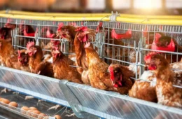 Gripe aviária pode afetar preço do frango e ovos no Brasil? Confira