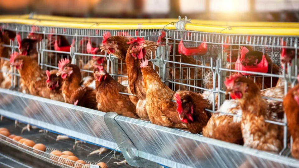Gripe aviária pode afetar preço do frango e ovos no Brasil? Confira