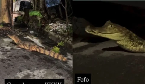 Jovem flagra jacaré em rua de Manaus, aciona bombeiros e resposta diverte internautas: ‘tá usando alguma coisa?’