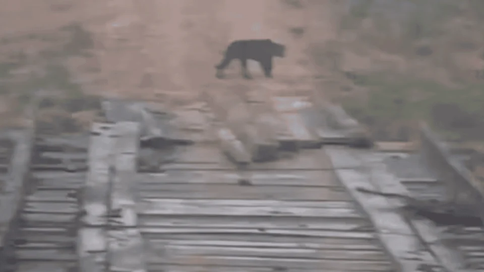 VÍDEO: Onça é vista em escola rural, no Acre; aulas são interrompidas