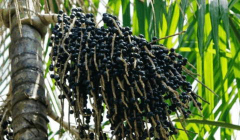 Produção de açaí cresce 150% no Amazonas e se torna destaque nacional e internacional
