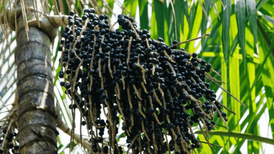 Produção de açaí cresce 150% no Amazonas e se torna destaque nacional e internacional