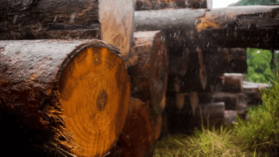 CGU destitui ex-gestores do Ibama por facilitar exportação ilegal de madeira na Amazônia