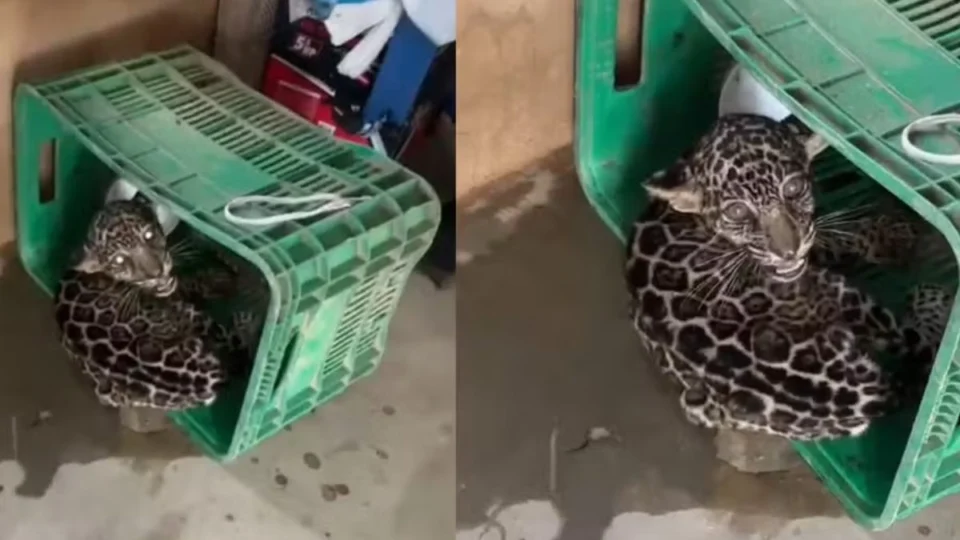 VÍDEO: Filhote de onça-pintada é resgatado em fazenda no interior de Roraima; veja