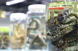 Cheia dos rios aumenta risco de acidentes com animais peçonhentos no AM, alerta FVS-RCP