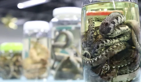 Cheia dos rios aumenta risco de acidentes com animais peçonhentos no AM, alerta FVS-RCP