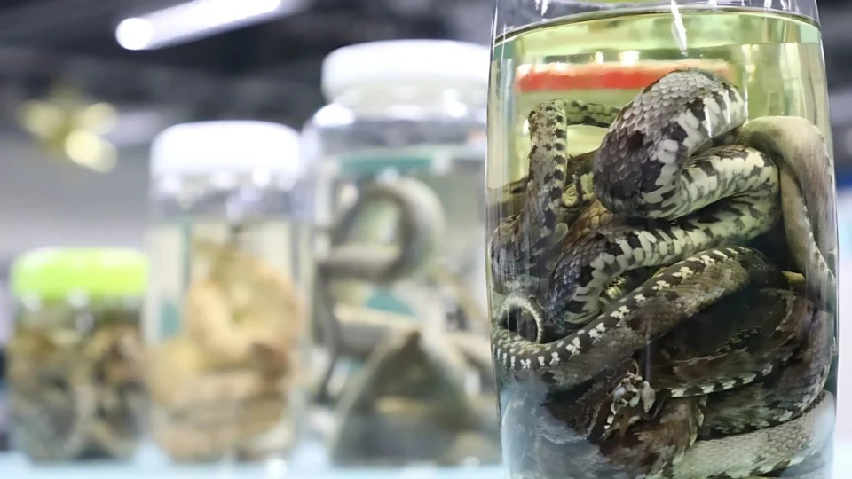 Cheia dos rios aumenta risco de acidentes com animais peçonhentos no AM, alerta FVS-RCP