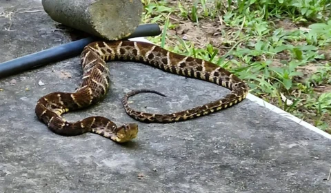 Cobra é flagrada em rua e deixa moradores apreensivos em Manaus; veja detalhes