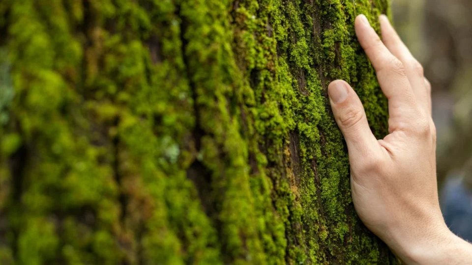 Dia Mundial do Meio Ambiente: quais os maiores desafios da preservação?
