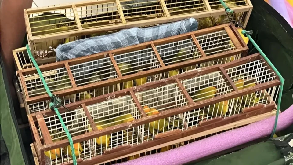 Homem é preso ao tentar embarcar com mais de 170 canários no aeroporto de Boa Vista