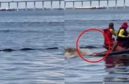 VÍDEO: Jacaré ‘gigante’ aparece na praia da Ponta Negra e assusta banhistas; assista