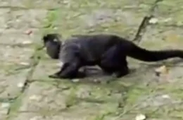 VÍDEO: macaco é flagrado ‘bêbado’ após consumir bebida de oferenda e viraliza nas redes sociais; veja