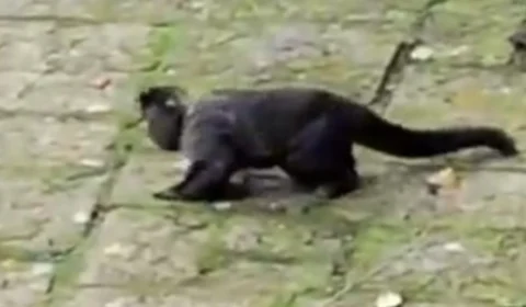 VÍDEO: macaco é flagrado ‘bêbado’ após consumir bebida de oferenda e viraliza nas redes sociais; veja